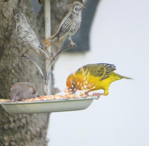 three birds eating food from a bird feeder at Whistlewood Guesthouse Walmer, Port Eizabeth in Port Elizabeth