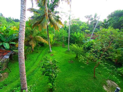 a lush green yard with palm trees and grass at Would Villa Mirissa in Mirissa