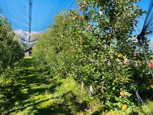 a row of orange trees in an orchard at Ferienwohnungen Lukaserhof in Mieming
