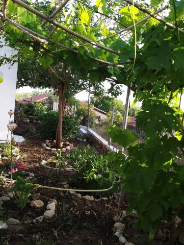 a garden with a tree and a hose at Maria's Home in Kakóvatos