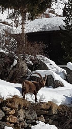 a goat standing on top of a pile of snow at Appartement Lehnbach in Saas-Almagell