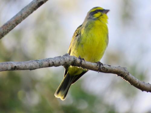 a yellow bird sitting on a tree branch at Whistlewood Guesthouse Walmer, Port Eizabeth in Port Elizabeth