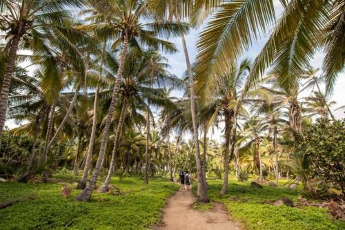 two people walking down a dirt path between palm trees at Colibri Parque Tayrona Dentro del Parque Nacional Tayrona in El Zaino