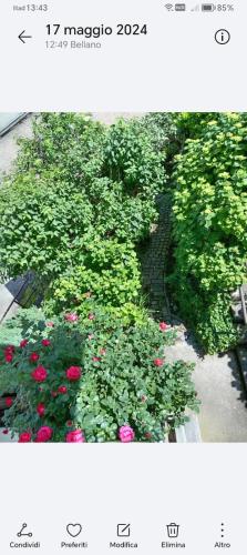 Jardín al aire libre en Carlotta House-LT