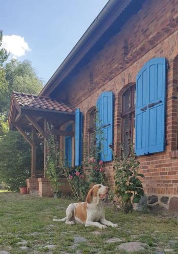 a brown and white dog sitting in front of a brick house at Pasieka i Dom Mazurski Mącze in Mącze