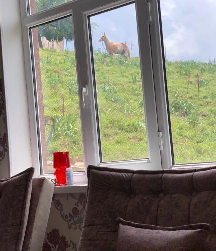 Altri animali domestici presso lo chalet o nei dintorni