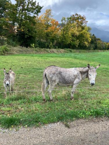 two donkeys standing in a field of grass at Chateau appartement tussen Mont Ventoux en Luberon in Montbrun-les-Bains