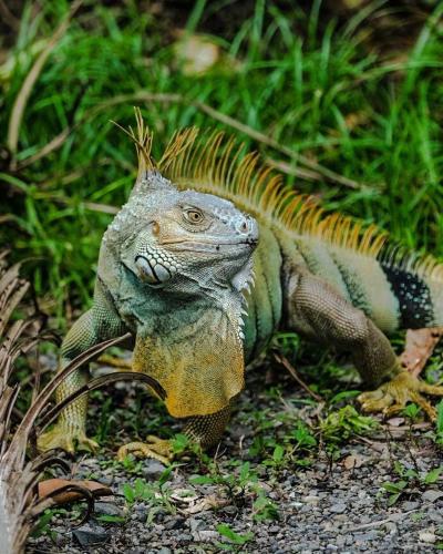 a iguana standing on the ground in the grass at Playa Grande Lodge & Tree House in Cahuita