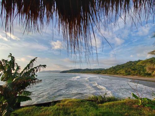 a view of a beach with a palm tree at Monkey House Hostel in Tola