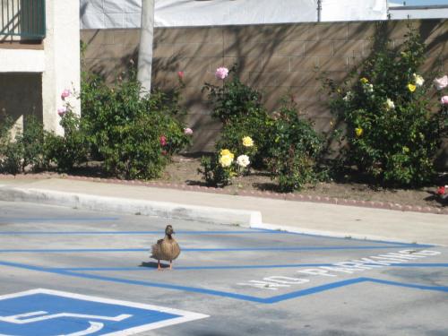 a duck walking on the street in a parking lot at OceanView Motel in Huntington Beach