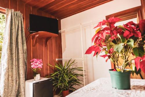 a room with a table with a potted plant on it at Cabinas Lupita in Fortuna