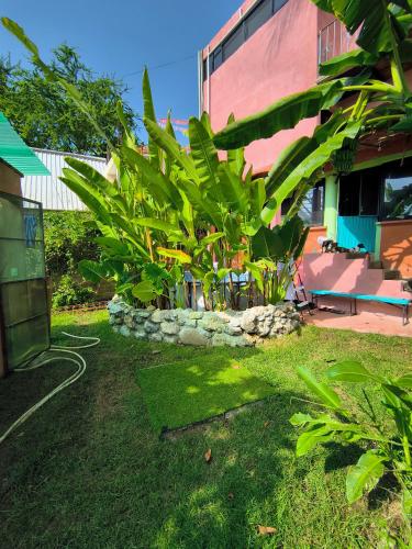 a house with a bunch of plants in the yard at Casa Rosa in Sayulita