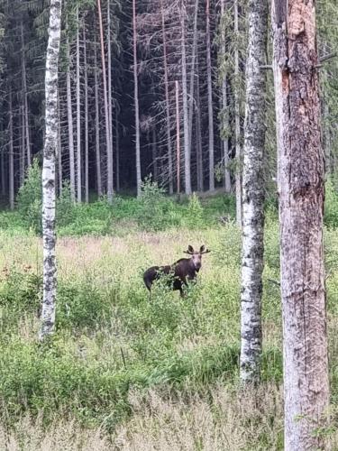 a moose standing in the middle of a forest at Sunne Stugcenter 12 in Gräsmark