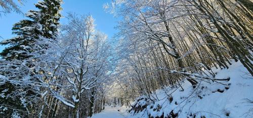 a group of trees with snow on them at Bilocale nel Resort con terrazzo - Val di Luce in Abetone
