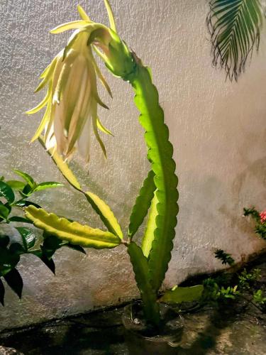 a green plant in a pot next to a wall at Casa bela in Lauro de Freitas