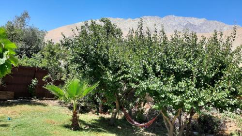 a group of trees with a hammock between them at Refugio Renacer in Pisco Elqui