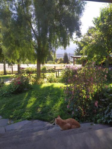 a cat laying in the grass in a garden at Hosteria Villa Turismo in El Bolsón