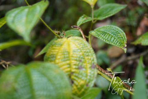 Gambar di galeri bagi Sinharaja Rainforest Sanctuary di Deniyaya