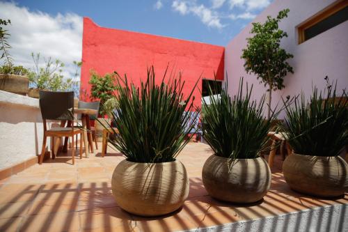 three large vases with plants in them on a patio at Casa Tsaya Hotel Boutique in Bernal