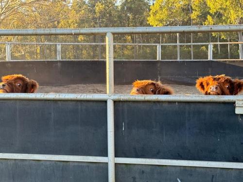 Gambar di galeri bagi Sunrise Quarter Horse Stud di Cordalba