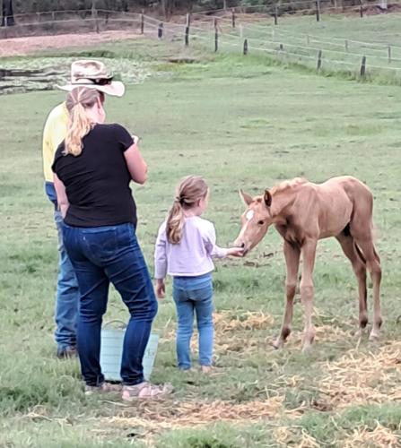 Gambar di galeri bagi Sunrise Quarter Horse Stud di Cordalba