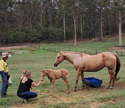 Gambar di galeri bagi Sunrise Quarter Horse Stud di Cordalba