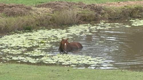 Gambar di galeri bagi Sunrise Quarter Horse Stud di Cordalba