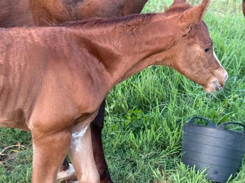 Gambar di galeri bagi Sunrise Quarter Horse Stud di Cordalba