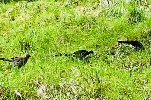 three birds are standing in the tall grass at Charming 1-Bed Farm Cabin with Wood Fire in Tenterfield