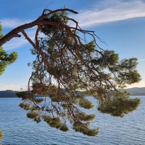 a pine tree hanging over a body of water at Summer Park Residence Peljesac in Orebić