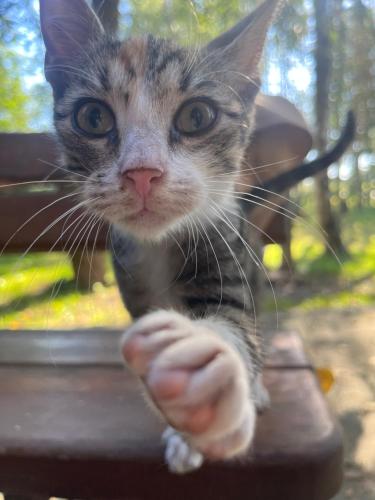 a cat with its paw in a persons hand at Siedlisko Besarabka in Czernikowo