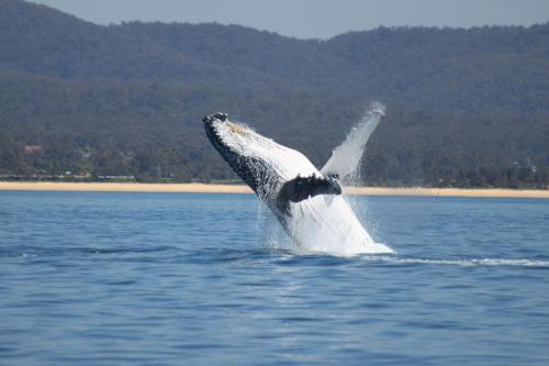 una ballena jorobada saltando del agua en Ingenia Holidays Eden Beachfront en Eden