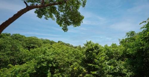 a group of trees with a blue sky in the background at Cocolia Hotel in Mazunte