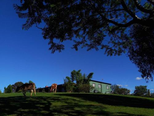 two cows standing in a field with a house at Maison de Lavande Farmstay in Benarkin