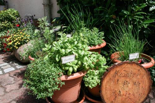 a group of potted plants in pots in a garden at Ferienhof Lucht in Mühbrook