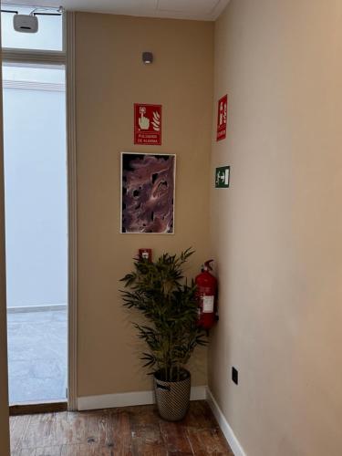 a hallway with a plant and a fire extinguisher at Castillo Emblematic Rooms in Santa Cruz de Tenerife