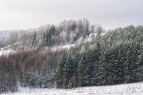 a group of trees on a snow covered mountain at Centrum One in Suwałki