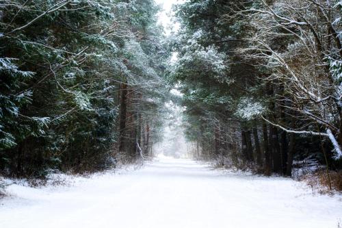 a snow covered road in a forest with trees at Centrum One in Suwałki