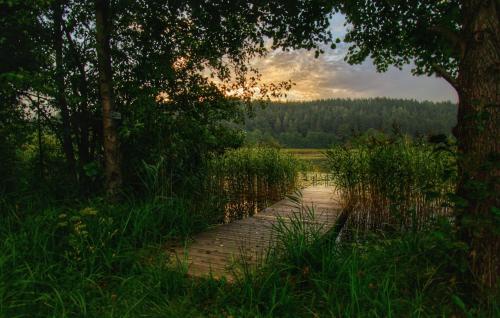 a path in the middle of a field with a tree at Centrum One in Suwałki