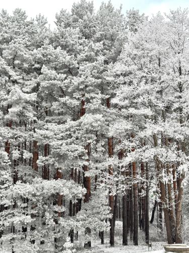 a group of pine trees covered in snow at Hill Palanga & SPA in Palanga