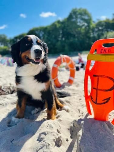 a dog sitting in the sand on a beach at W&G REWAL-widok na morze, z prywatnym zejsciem na plaze in Rewal