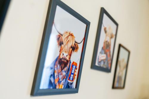 a framed picture of a cow on a wall at Milton of Tullypowrie Cottage in Pitlochry