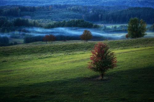 a tree in the middle of a green field at Suwałki Centrum Studio in Suwałki