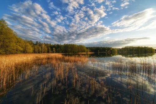 a lake with trees and clouds in the sky at Suwałki Centrum Studio in Suwałki