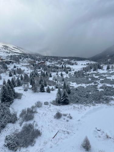 a snow covered field with trees and bushes at BELLAVISTA APARTMENT in Passo del Tonale
