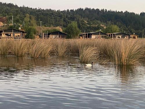 a duck swimming in the water in front of houses at Vichuquen Lodge y Marina in Vichuquén