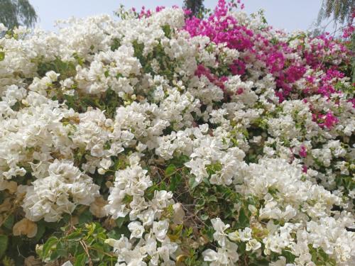 a pile of white flowers in a garden at Riad-villa Agadir-Taroudant in Sidi Boumoussa