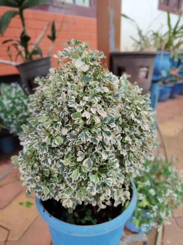 a blue potted plant with white flowers in it at Shivalaya Homestay, Madikeri in Siddapur