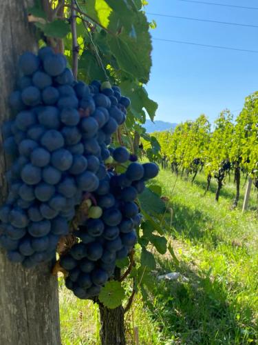 a bunch of grapes hanging from a tree in a vineyard at Agritur Verderame in Trento