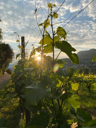a tomato plant with the sun in the background at Agritur Verderame in Trento